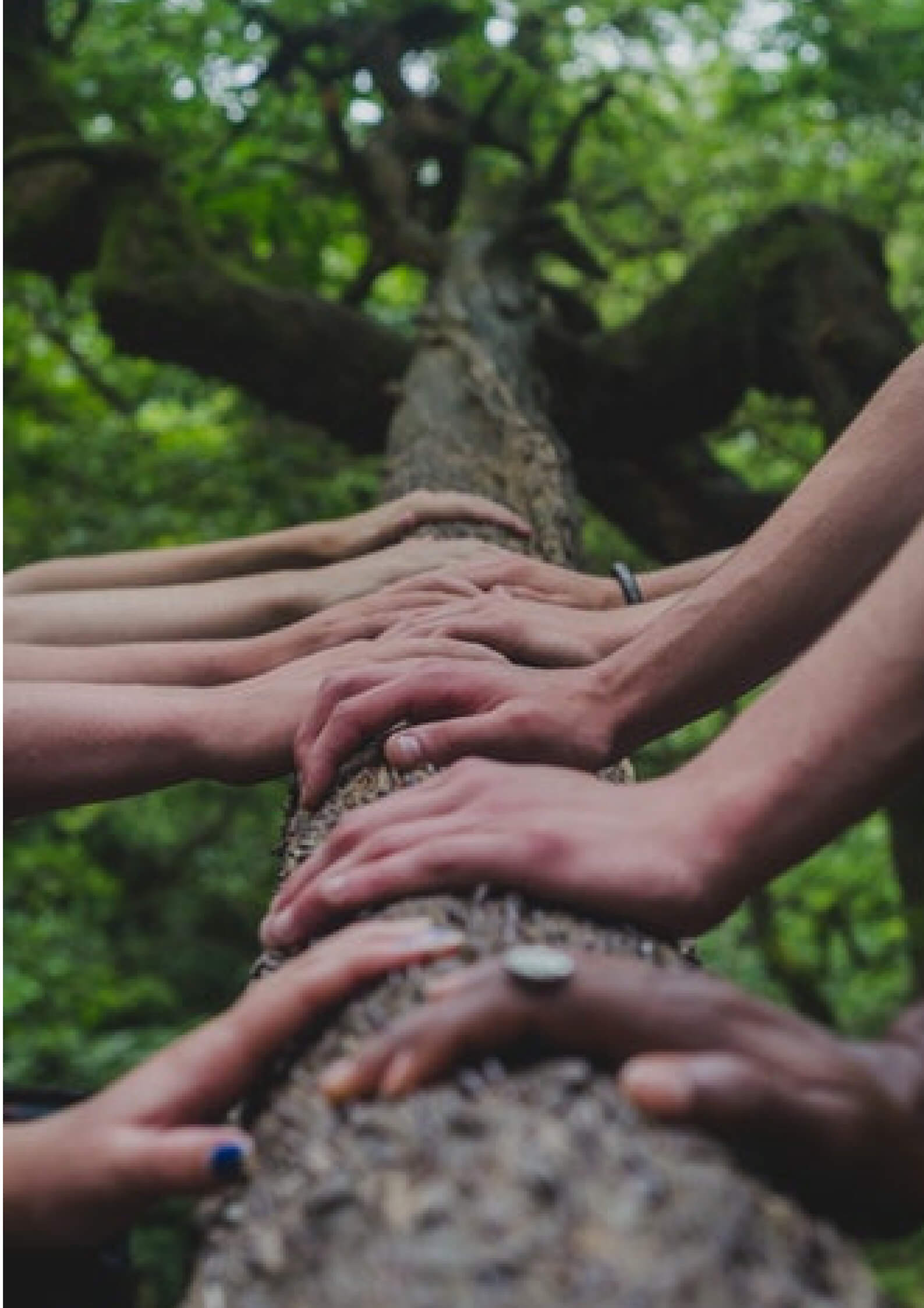 image of a tree trunk where hands are place on it