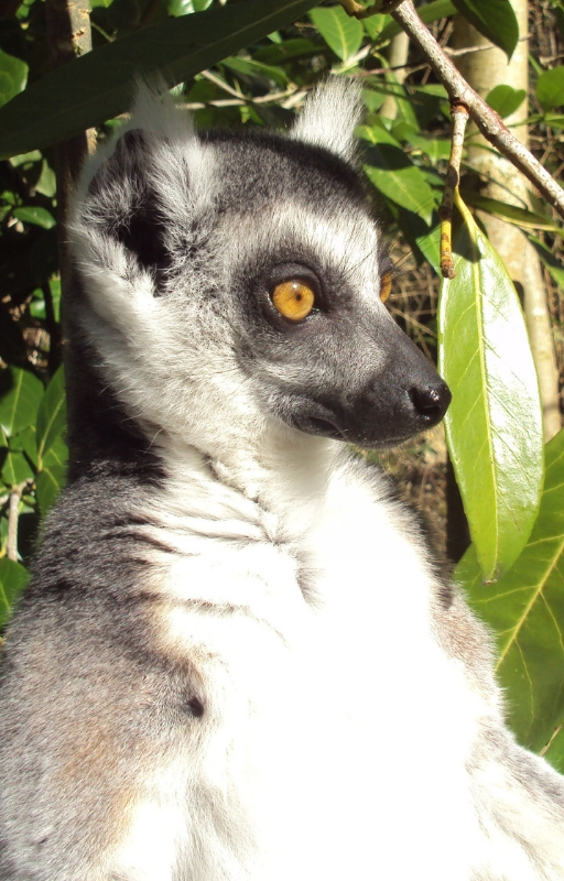 a lemur in a forest