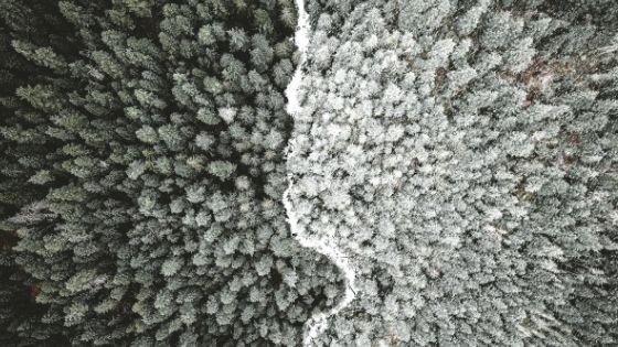 aerial photography of forest in black and white