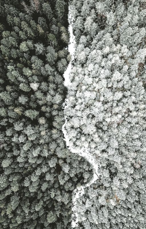 aerial photography of forest in black and white