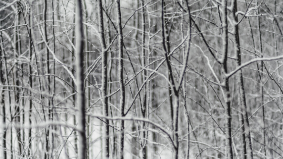 Leafless trees in a forest