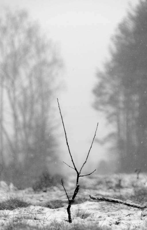 Leafless plant with twig spreading out