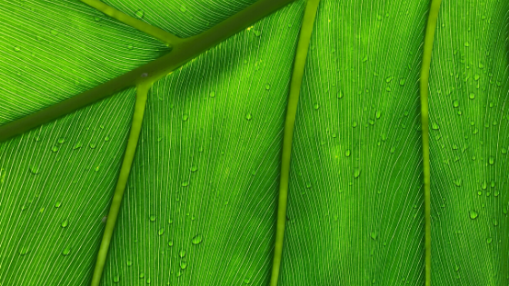 dew on a big green leaf 