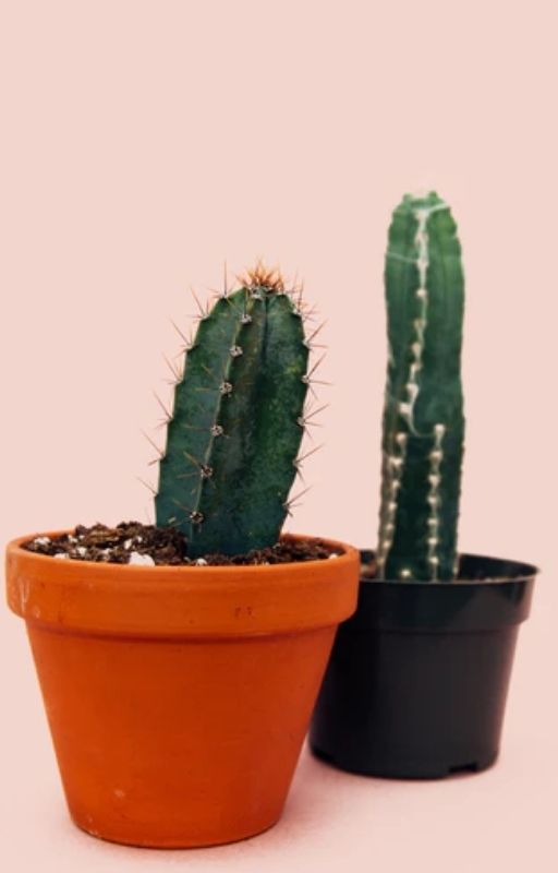 Two cacti on orange and black pots