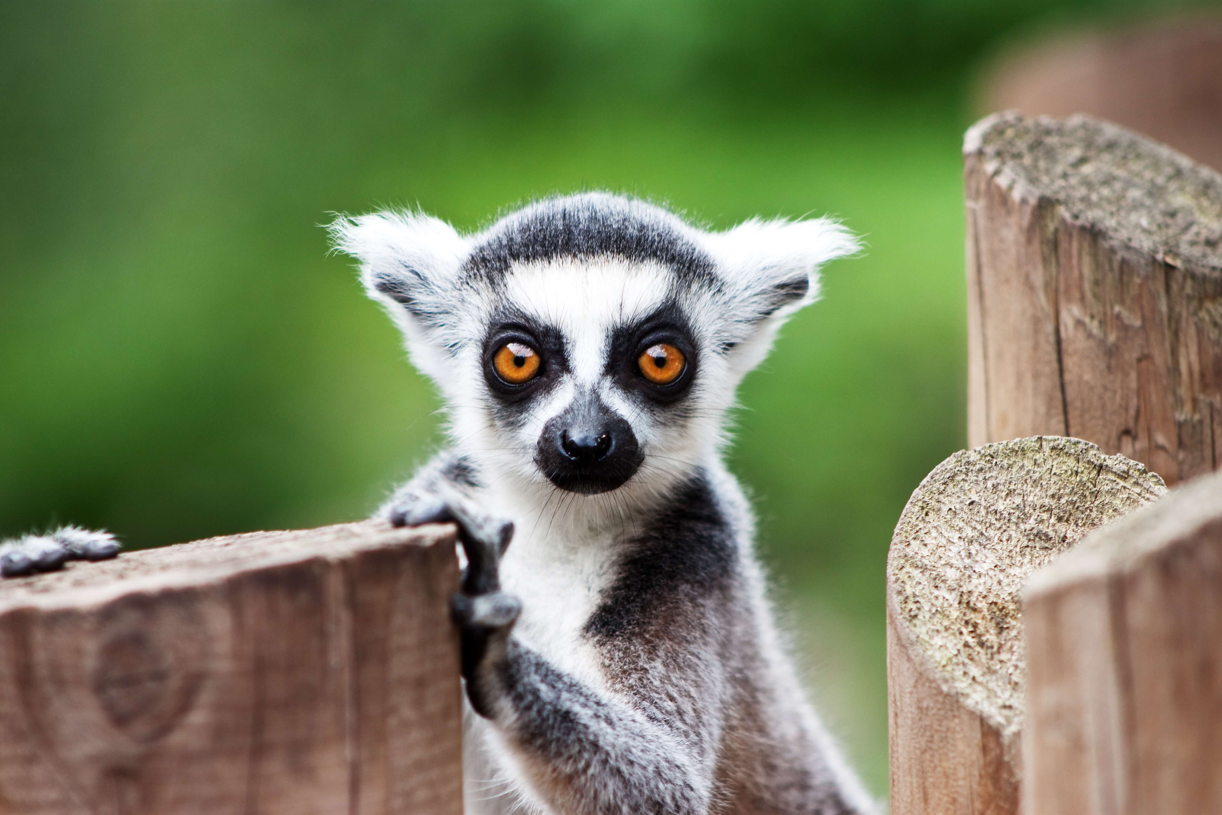 Lemur sitting near a wood