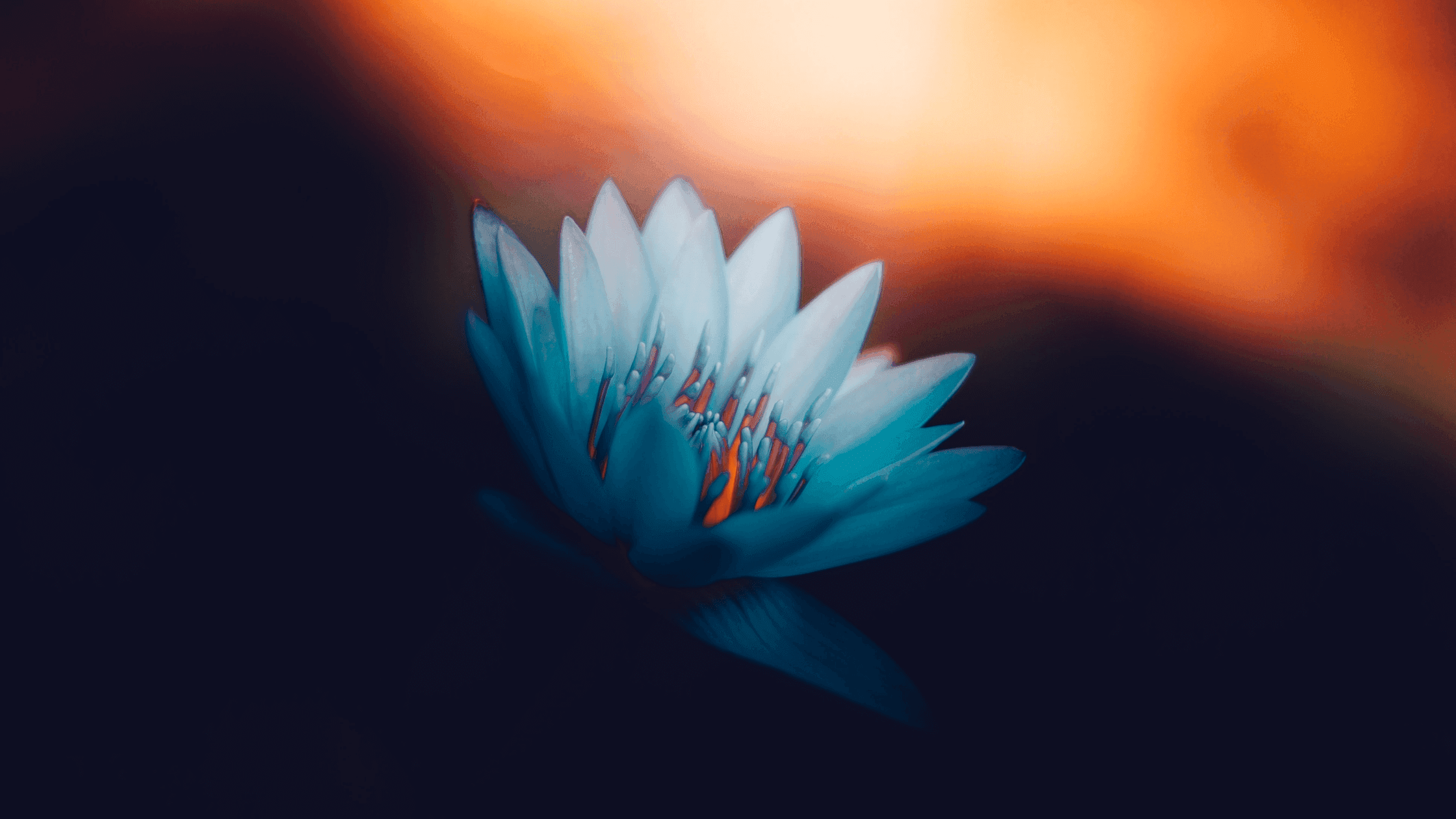 Untitled%20design%20%283%29%20%281%29.png