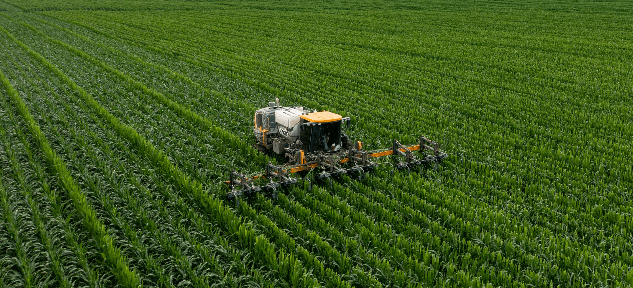 green farm