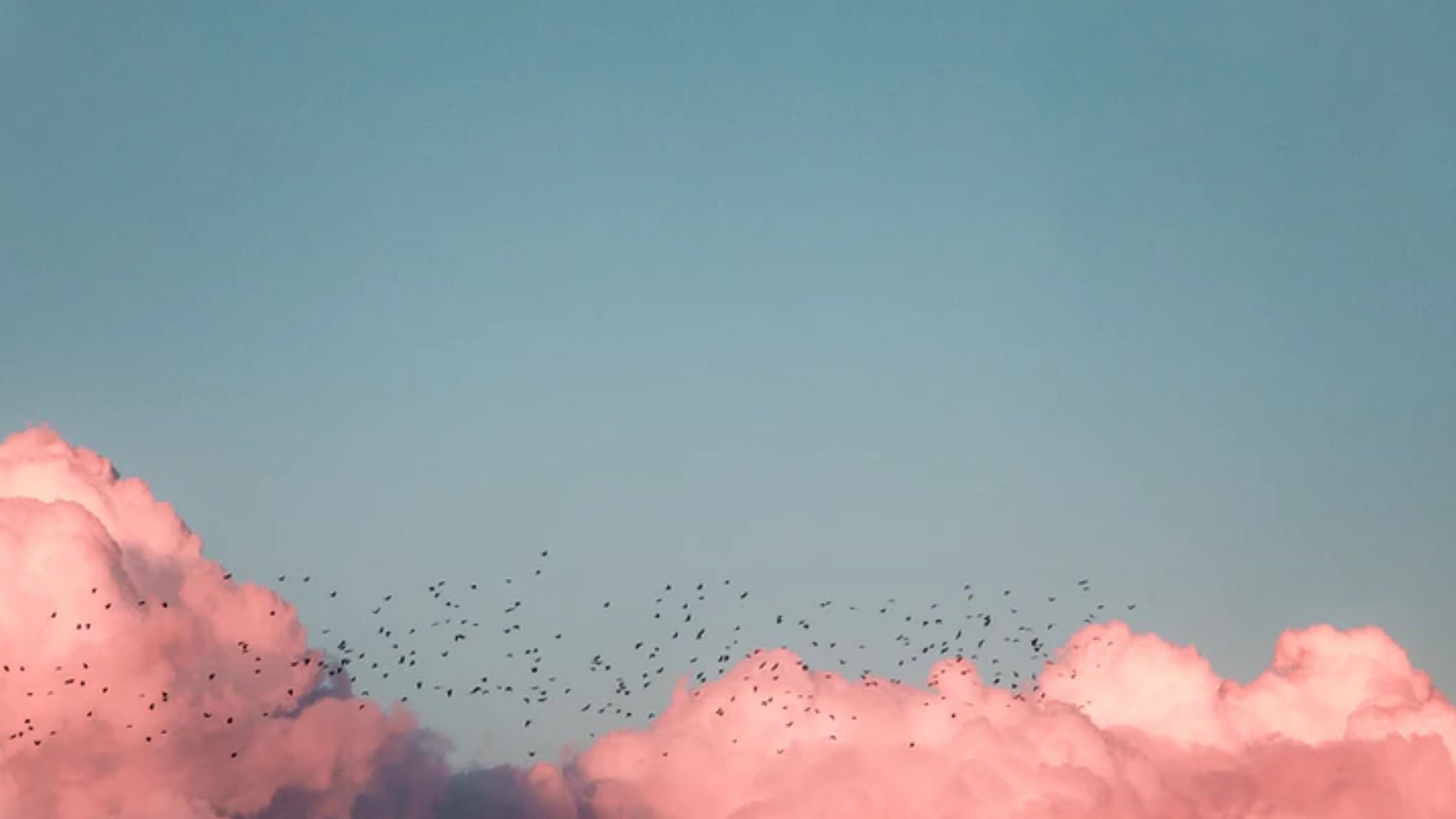 Birds flying near clouds