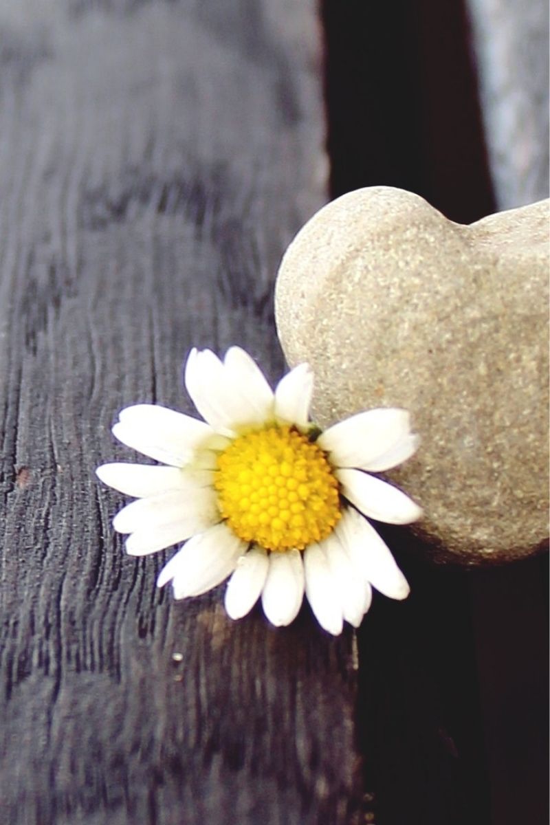 There is sunflower alongside a heartshaped stone, which is half see.