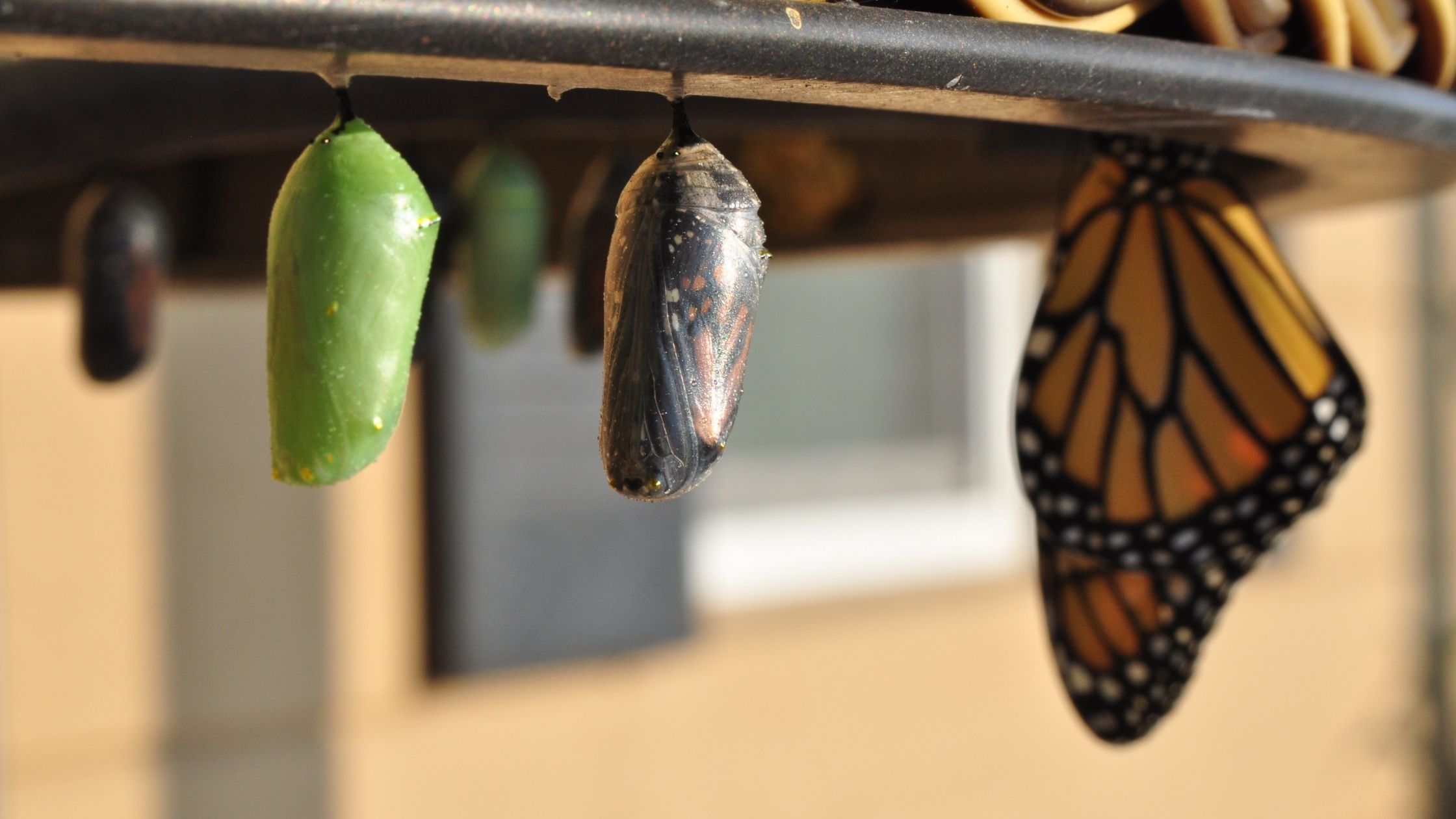 The life cycle of a butterfly is shown in real life stages.