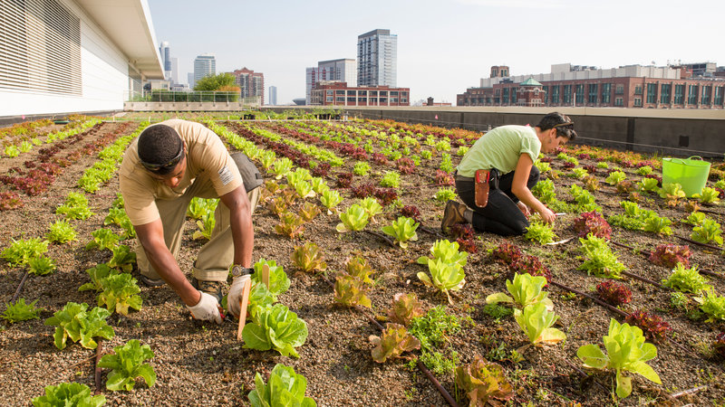 Image of a vegetable field where two people are working on it