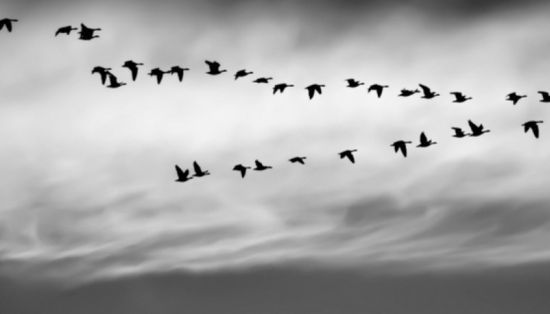 blog banner with birds flying