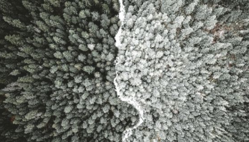 aerial photography of forest in black and white