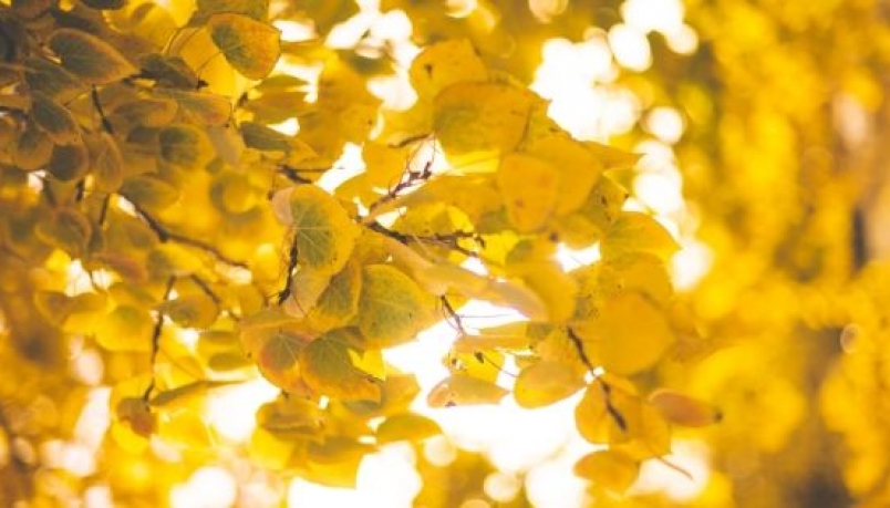 light brown or yellow leafed trees