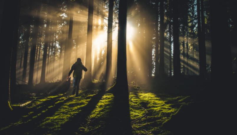 sunlight streaming through trees as a man walks in the jungle during sundown time