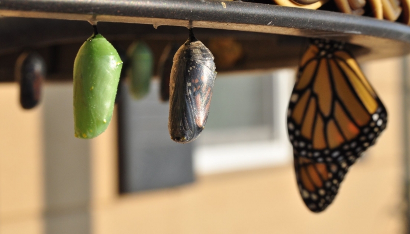 The life cycle of a butterfly is shown in real life stages.
