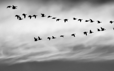 blog banner with birds flying