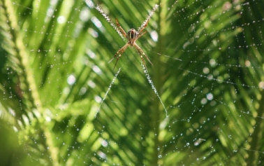 blog banner with green grasses and a spider building a cobweb