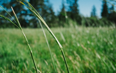 A field covered with grass cover with a two long grass in focus