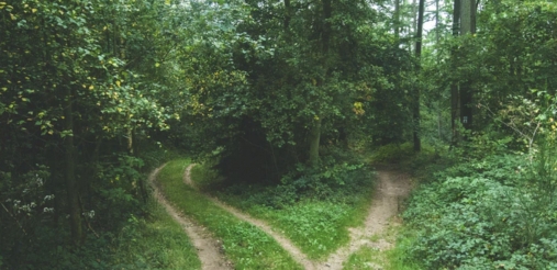 Two roads between trees
