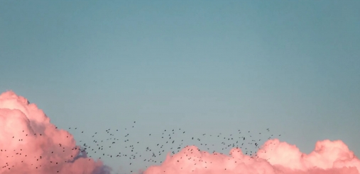 Birds flying near clouds