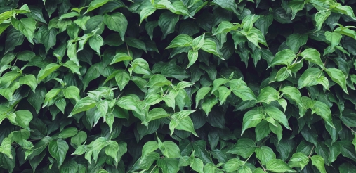 green leaves