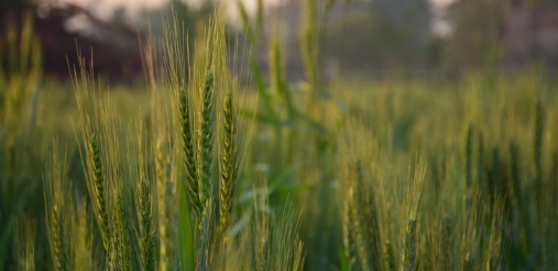 Green fields can be seen with fully grown crops.
