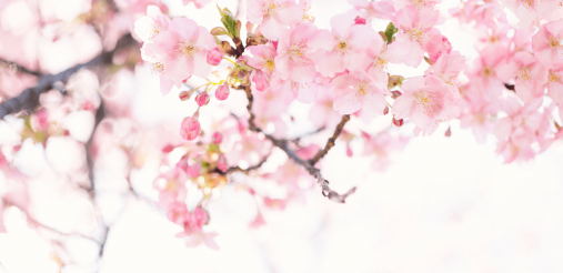 An image filled with flowers
