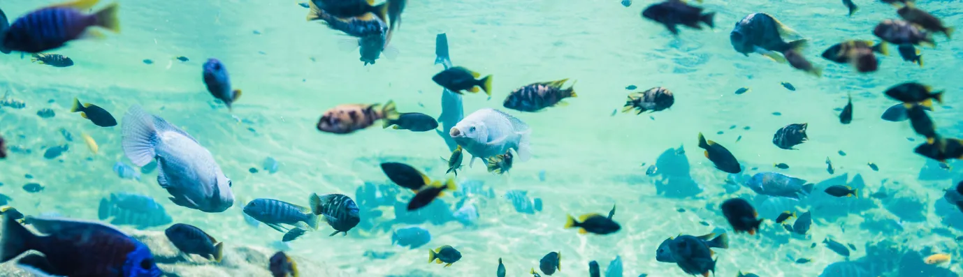 SPC FAME OpenSense Labs