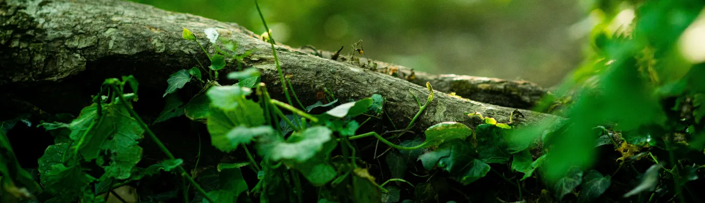 A Trust First Digital Platform for Forests4Farming F4F OpenSense Labs