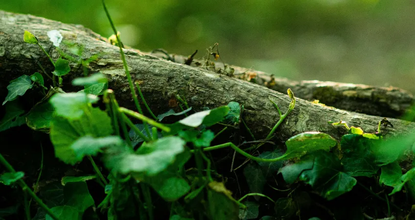   A Trust First Digital Platform for Forests4Farming F4F OpenSense Labs
